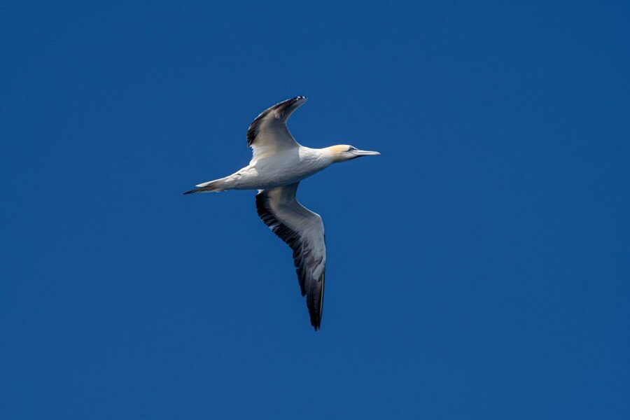 Bleik: Whale Watching by Speedboat with Puffins and Muffins - Searching for sperm whales and orcas