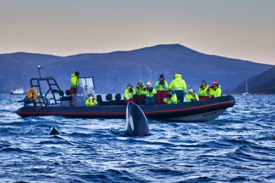 Bleik: Whale Watching by Speedboat with Puffins and Muffins - The midnight sun changes the mood