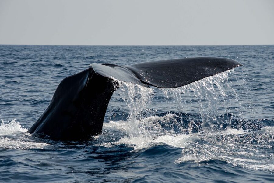 Bleik: Whale Watching by Speedboat with Puffins and Muffins - What the $199 price buys you