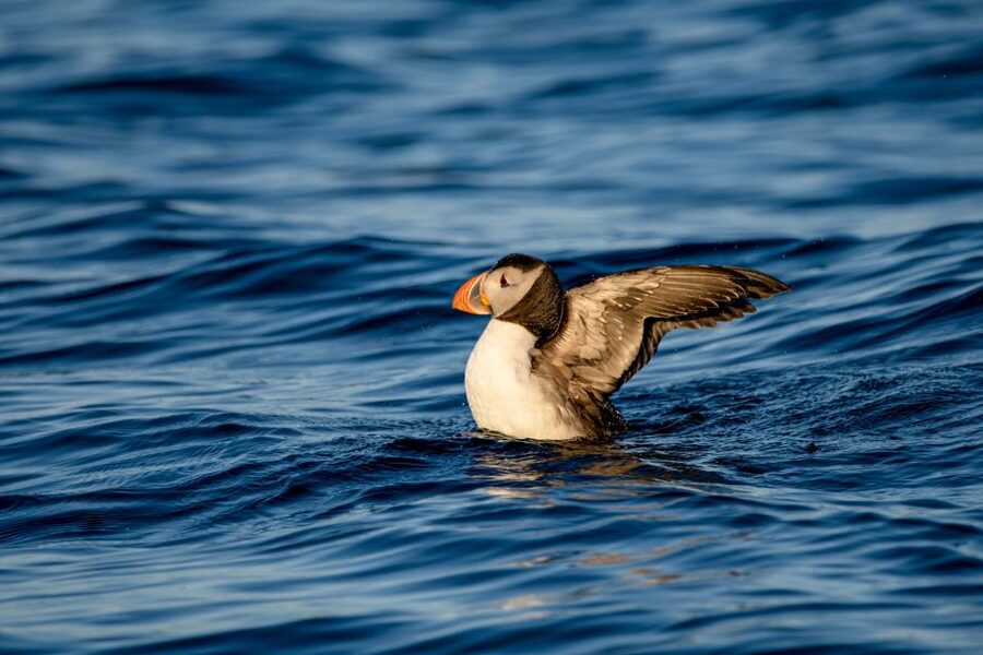 Bleik: Whale Watching by Speedboat with Puffins and Muffins - What to pack and how to prepare