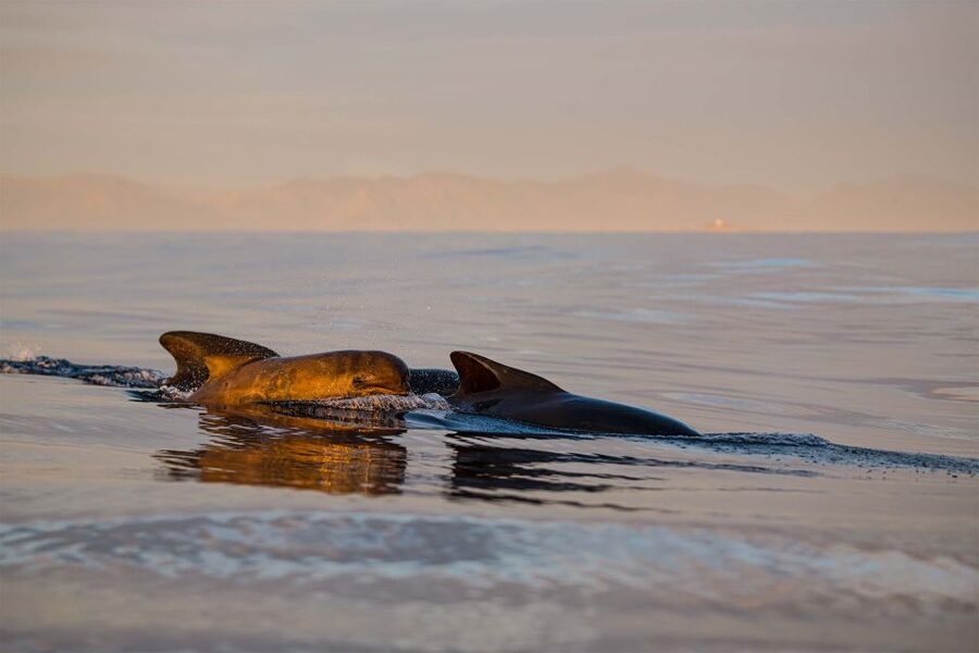 Bleik: Whale Watching by Speedboat with Puffins and Muffins - Getting ready for the RIB ride