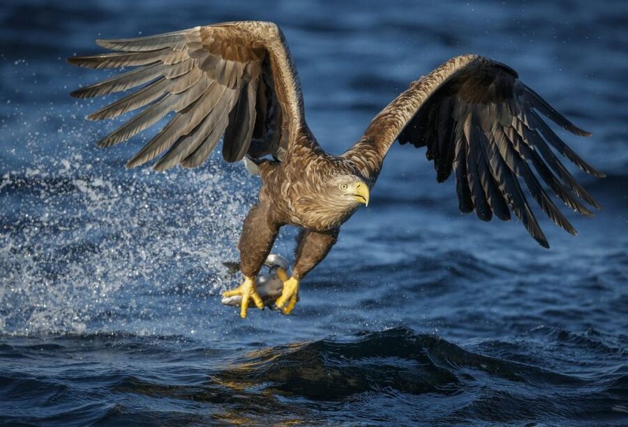 Bodø: Saltstraumen Sea Eagle Trip by RIB - What the $135 price means in practical terms