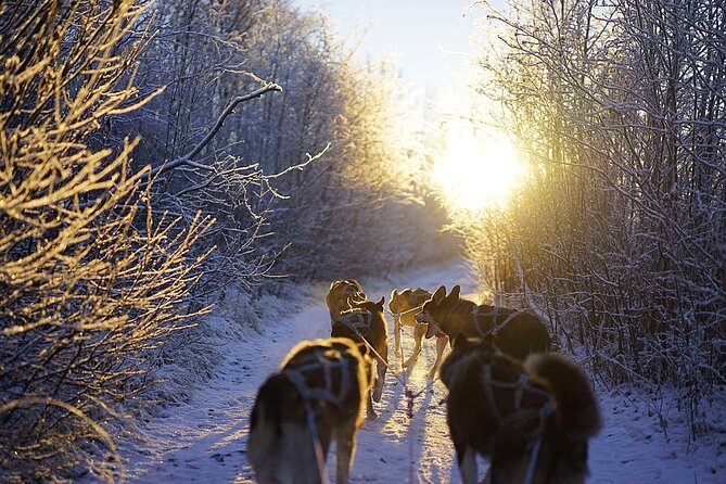 Dog Sled Tour and Husky Cuddles - Time with puppies and working sled dogs
