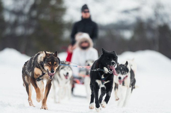 Dog Sled Tour and Husky Cuddles - Who will enjoy this Alta husky tour?