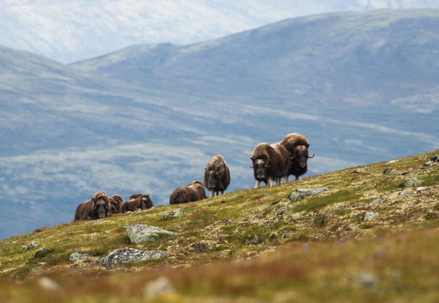 Dovrefjell National Park: Hiking Tour and Musk Ox Safari - Why Dovrefjell is the right place for a musk ox safari