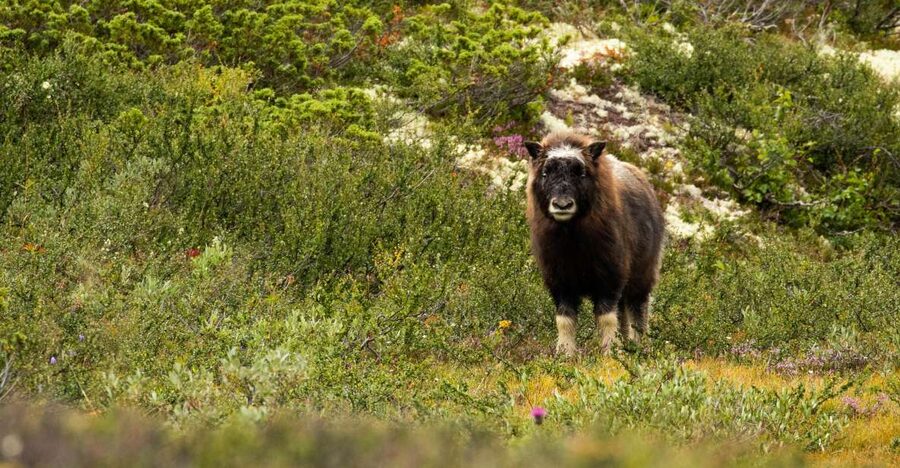 Dovrefjell National Park: Hiking Tour and Musk Ox Safari - The short drive and the start of the hike