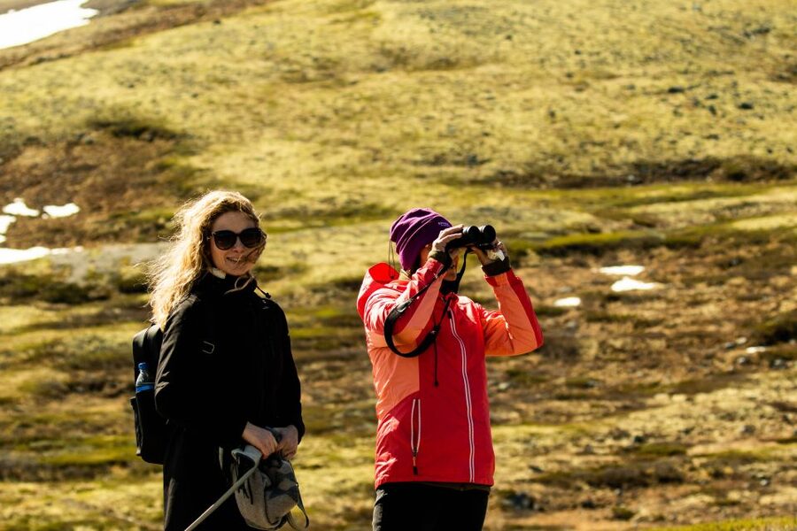 Dovrefjell National Park: Hiking Tour and Musk Ox Safari - Watching musk ox from 200 meters away