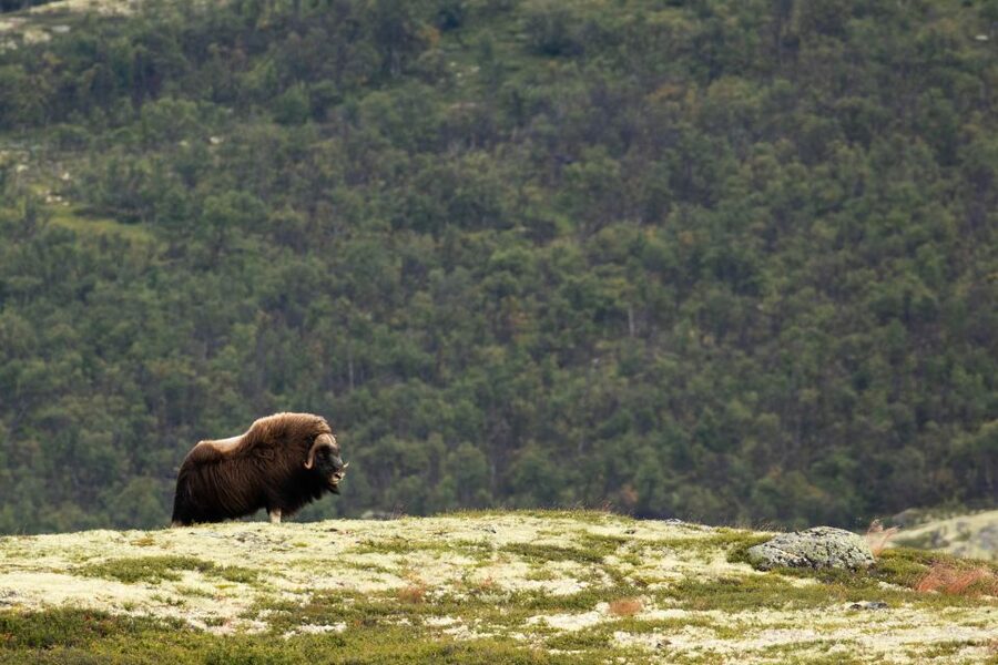 Dovrefjell National Park: Hiking Tour and Musk Ox Safari - What the six-hour hike feels like
