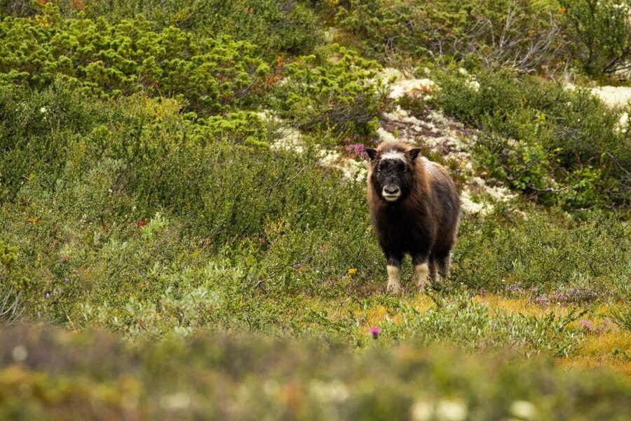 Dovrefjell National Park: Hiking Tour and Musk Ox Safari - Weather, clothing, and lunch are your responsibility