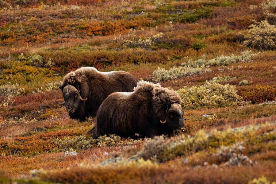 Dovrefjell National Park: Hiking Tour and Musk Ox Safari - Is $64 good value?