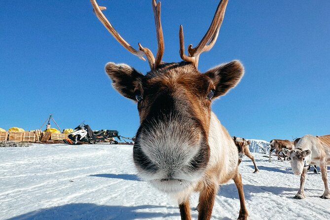Exclusive Reindeers Experience in small groups, Tromso - What makes this Tromsø reindeer visit special