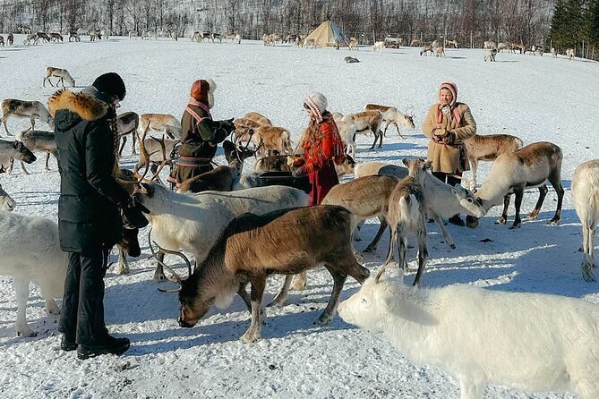 Exclusive Reindeers Experience in small groups, Tromso - From Magic Ice Bar to Lavangsdalen