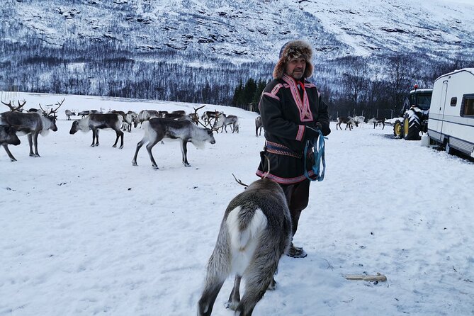 Exclusive Reindeers Experience in small groups, Tromso - Lassoing antlers, if time allows