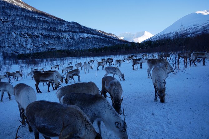 Exclusive Reindeers Experience in small groups, Tromso - A small group, with one detail to verify