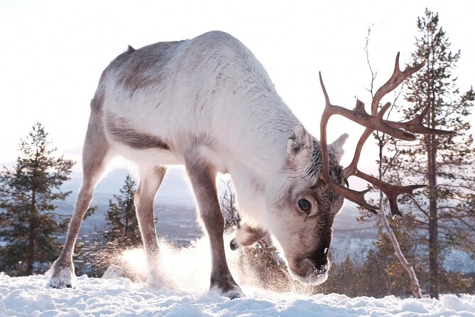 Exclusive Reindeers Experience in small groups, Tromso - Is $178.03 a fair price?