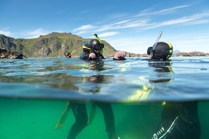Family Snorkeling Tour - Starting at Ballstad on Lofoten Island