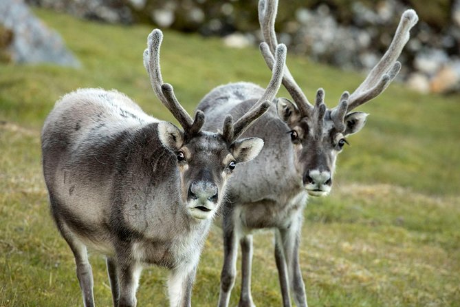 Fjord Expedition: Arctic Adventure Awaits - Who will enjoy this most?