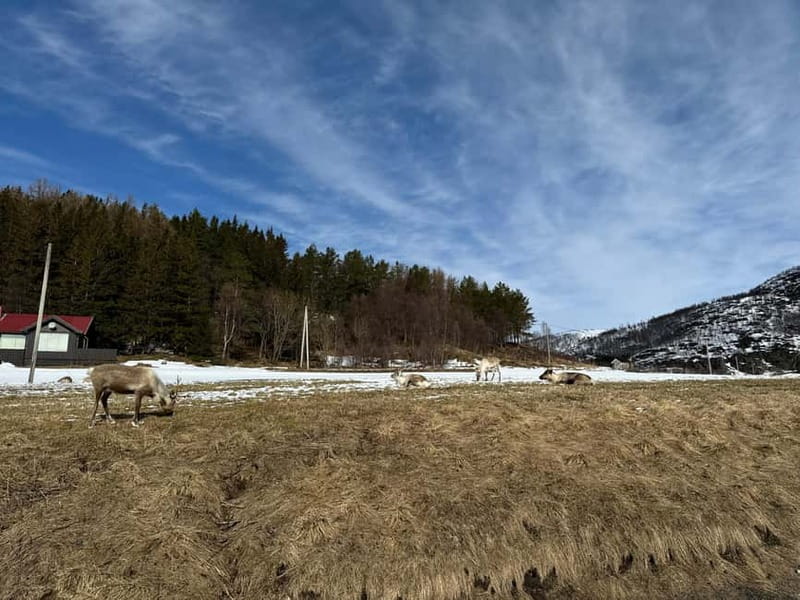 Fjord Foto Tour to Sommaroy (Roadtrip) - What the five-hour route actually gives you
