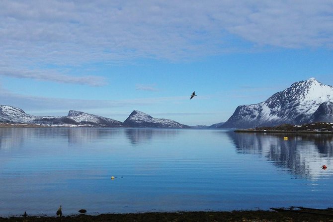 Fjord, Mountain and Wildlife Tour - Kaldfjord and Ersfjord: the main scenic reward