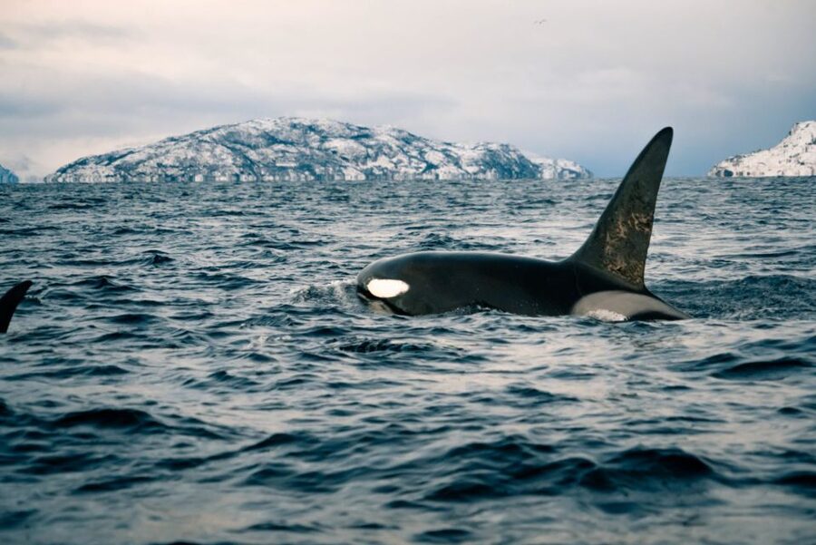 From Alta: Small Group Whale Watching by RIB - Five things to know before you book