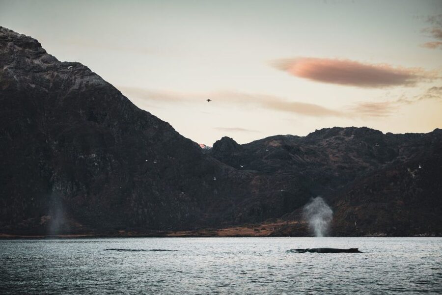 From Alta: Small Group Whale Watching by RIB - Why Alta is a good starting point for whale watching