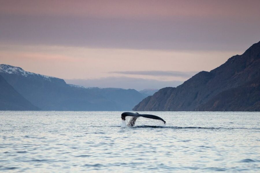 From Alta: Small Group Whale Watching by RIB - Leaving the harbor on a small RIB