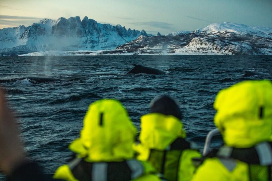 From Alta: Small Group Whale Watching by RIB - A quieter moment when the engines stop