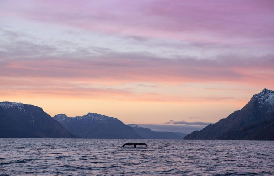 From Alta: Small Group Whale Watching by RIB - When weather changes the plan