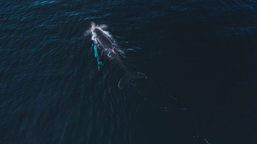 From Alta: Small Group Whale Watching by RIB - How the guides shape the experience