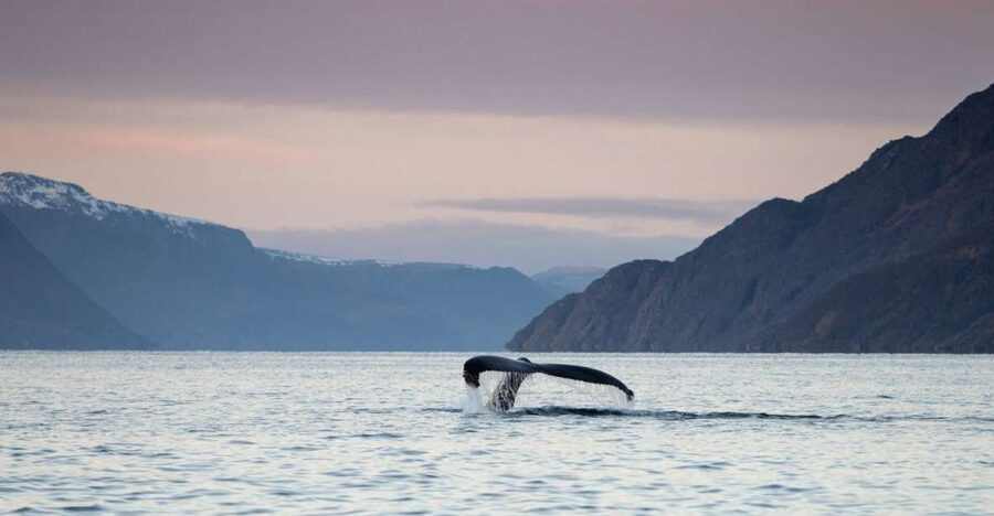 From Alta: Small Group Whale Watching by RIB - The first hour: fitting up in central Alta