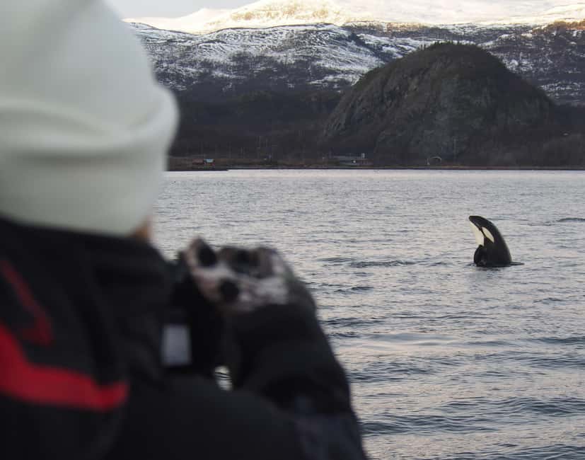 From Alta: Small group Whale watching - Why Altafjord is a winter whale-watching spot