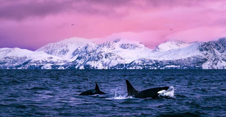 From Alta: Whale and Seabird Cruise - Setting out from Havneveien 24