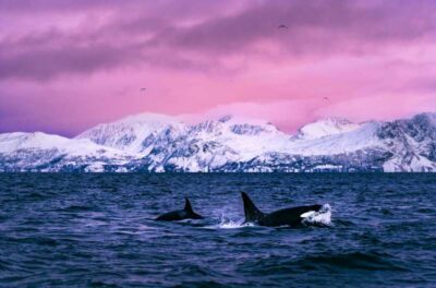 Whale and Seabird Cruise