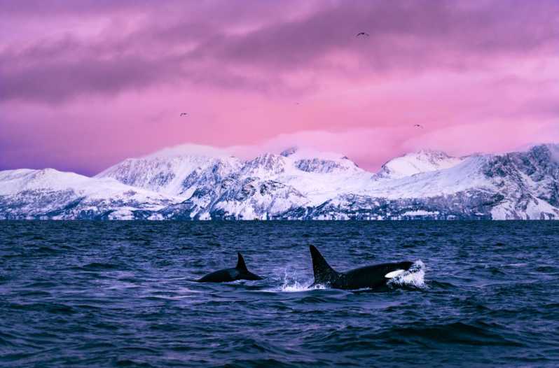 From Alta: Whale and Seabird Cruise - Crossing Alta Fjord in search of whales