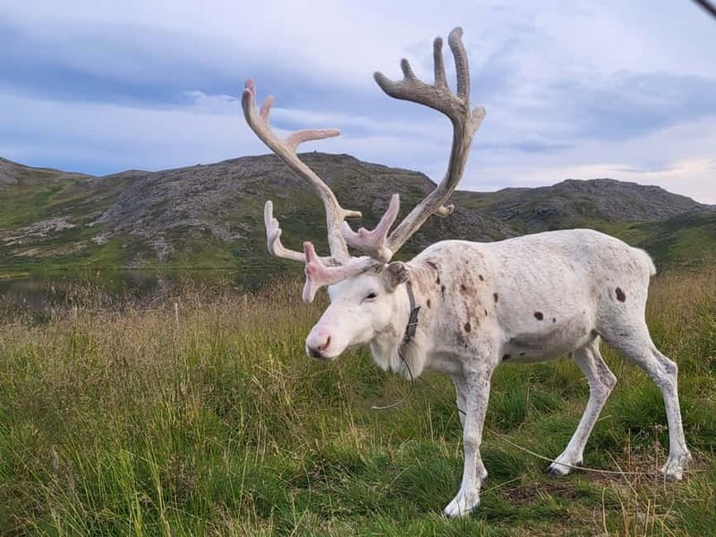 From Honningsvåg: North Cape and King Crabs Tour - Key points to know before you book