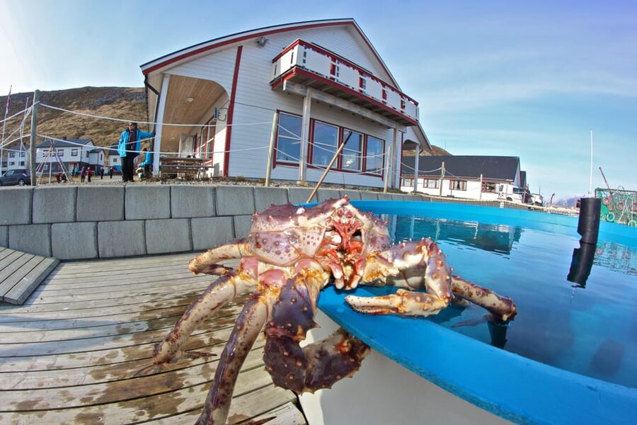 From Honningsvåg: VIP North Cape and Kingcrab Tour - Holding a king crab in the aquarium