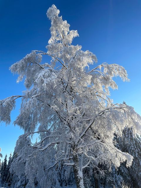 From Oslo: Oslomarka Forest Guided Snowshoeing Tour - Snow Conditions And The Backup Plan