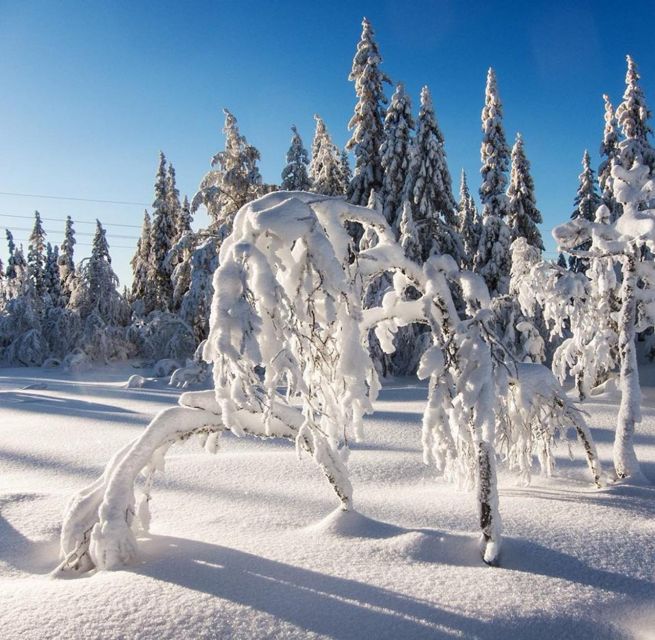 From Oslo: Oslomarka Forest Guided Snowshoeing Tour - What To Wear And Bring