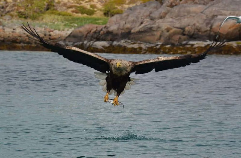 From Svolvær: Lofoten RIB Sea Eagle Safari Trollfjord Cruise - Reaching Trollfjord by RIB