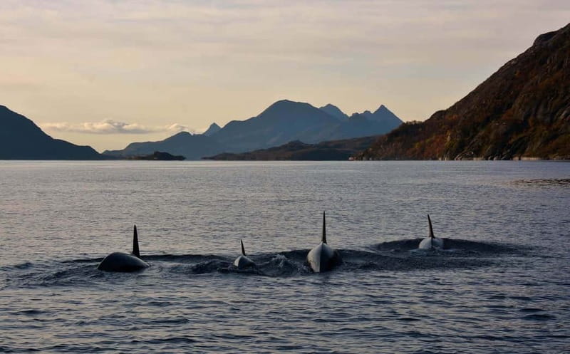 From Svolvær: Lofoten RIB Sea Eagle Safari Trollfjord Cruise - Who Will Enjoy This Trip Most