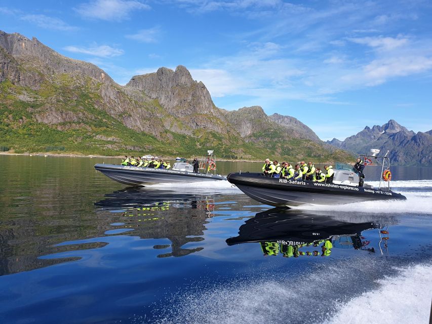 From Svolvaer: Trollfjorden Wildlife RIB Cruise - Key points to know before booking