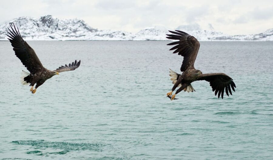 From Svolvaer: Trollfjorden Wildlife RIB Cruise - Should you book the Trollfjorden RIB cruise?
