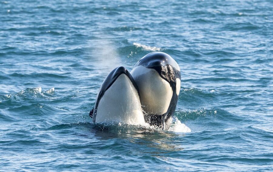 From Svolvær: Whale Watching Day Trip to Andenes - Five things to know before you book