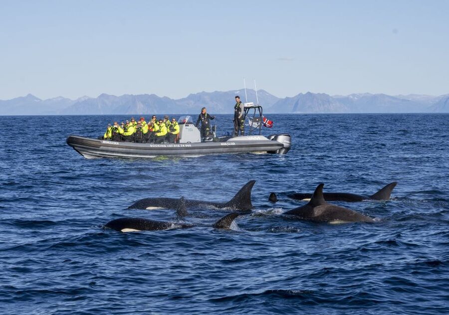 From Svolvær: Whale Watching Day Trip to Andenes - Is $361 a fair price?