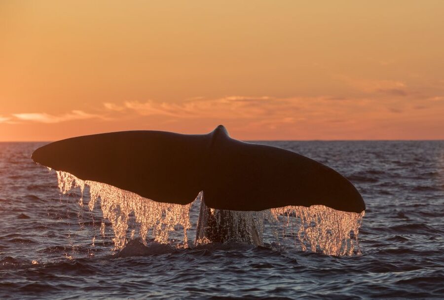 From Svolvær: Whale Watching Day Trip to Andenes - Ferry one and the morning ride north