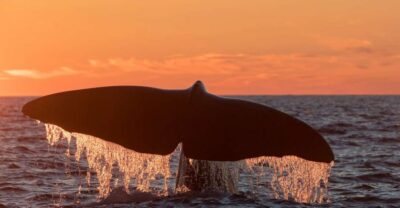 Whale Watching Day Trip to Andenes