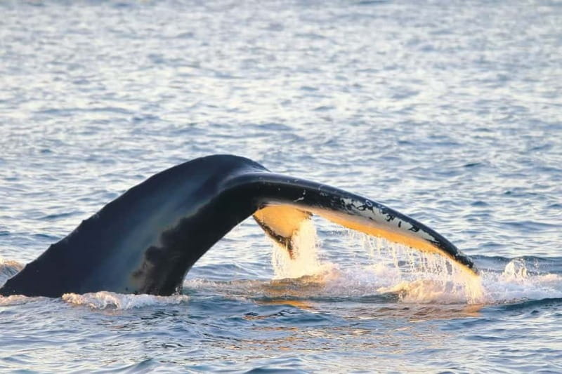 From Tromsø: All-Inclusive Whale & Orca Safari - Key things to know before you book