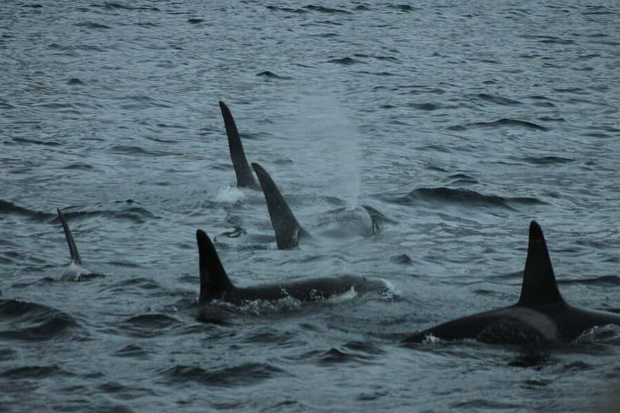 From Tromsø: All-Inclusive Whale & Orca Safari - Why this Tromsø whale safari is worth considering