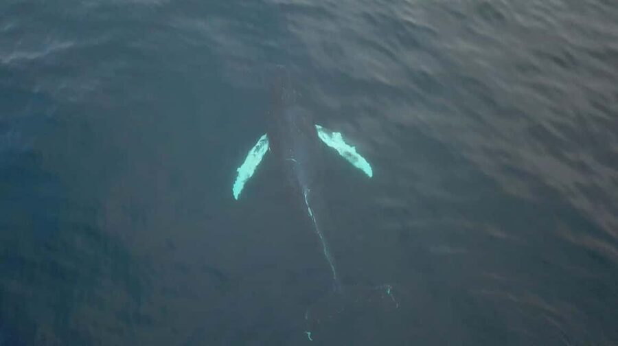 From Tromsø: All-Inclusive Whale & Orca Safari - The 2.5-hour run toward Skjervøy