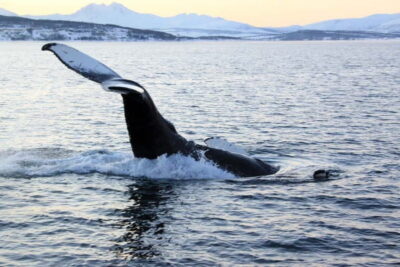 All-Inclusive Whale & Orca Safari